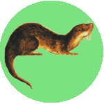 My namesake An otter on the background of a green disc