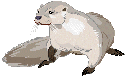 My ancestors probably hunted these A large otter